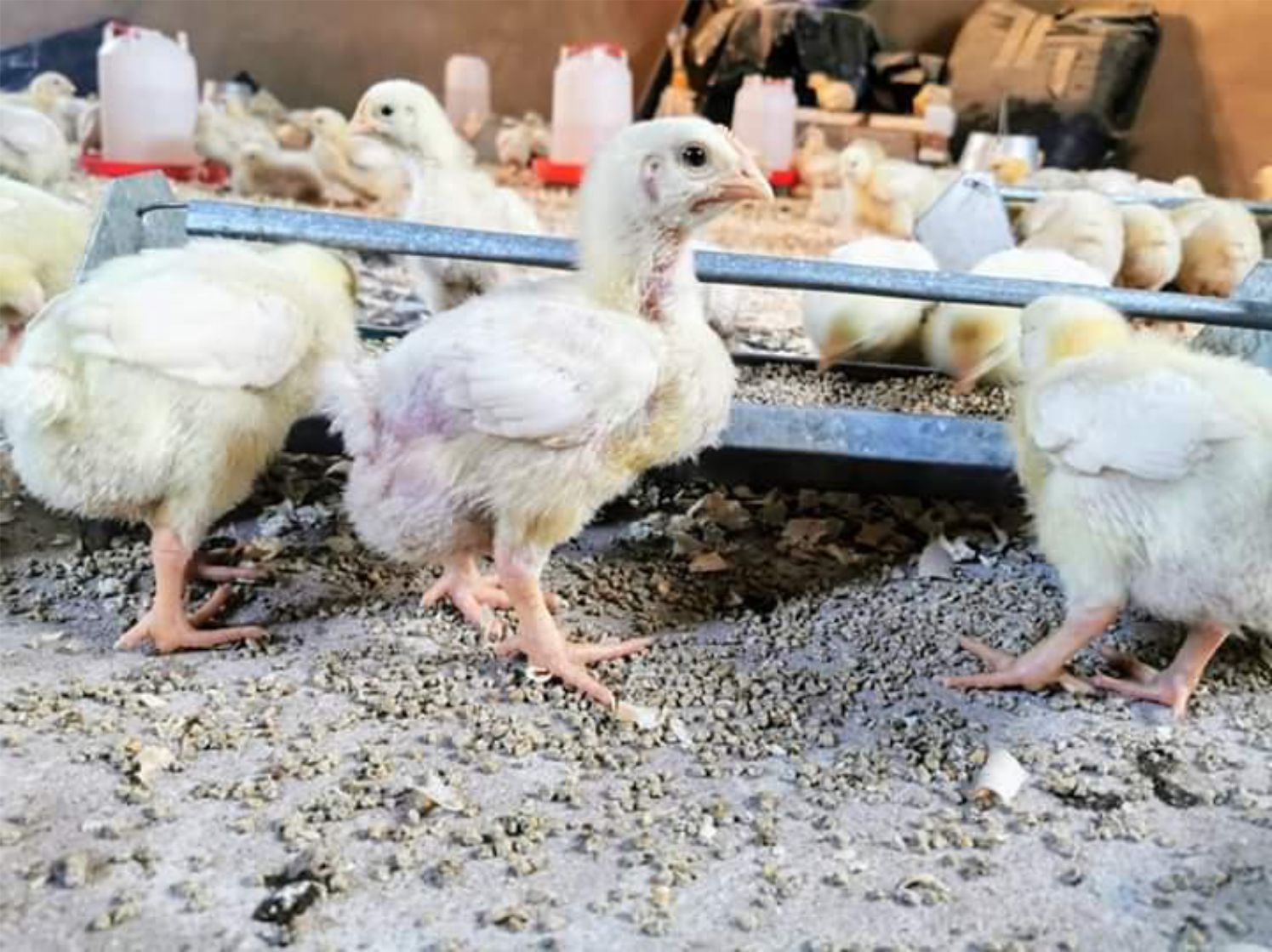 COMMON BROODER HOUSING MISTAKES MADE IN POULTRY PRODUCTION
